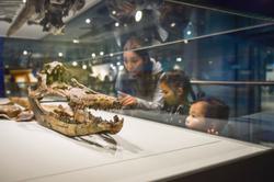 An Ichthyosaur skull in glass case with a family looking into it.