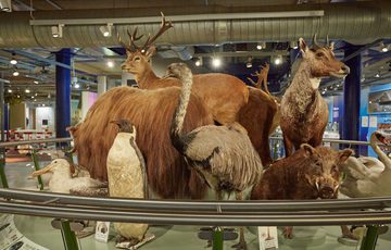 A collection of taxidermy animals including penguin, swan, boar and more