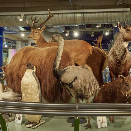 A collection of taxidermy animals including penguin, swan, boar and more