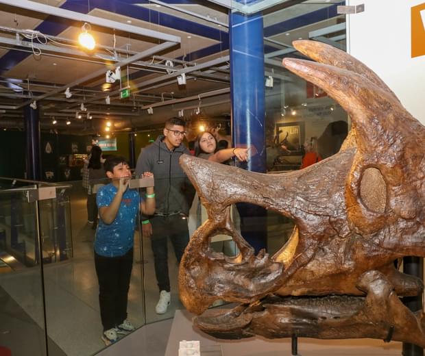 A family of 2 adults and a child looking at a fossilised triceratops skull.