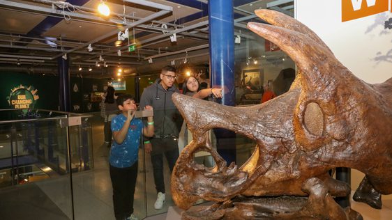A family looking at a fossilised triceratops head.