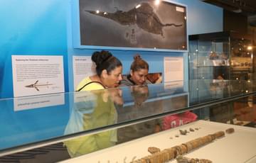 Two adults looking into a display case containing an ichthyosaur fossilised skeleton.