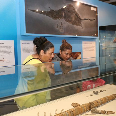 Two adults looking into a display case containing an ichthyosaur fossilised skeleton.