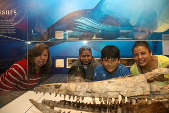 A family looking at an ichthyosaur skull in a display case.