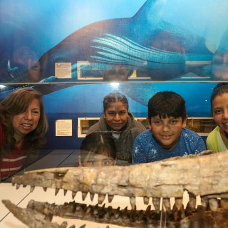A family looking at an ichthyosaur skull in a display case.