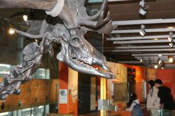 A giant deer skeleton.