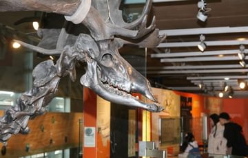 A giant deer skeleton.