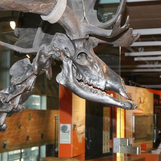 A giant deer skeleton.