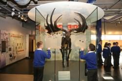 Skeleton of a giant deer with huge antlers in a display case