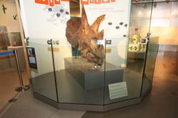 Skull of a Triceratops dinosaur. It is a brown colour and has two horns on top of its head and one above its nose.