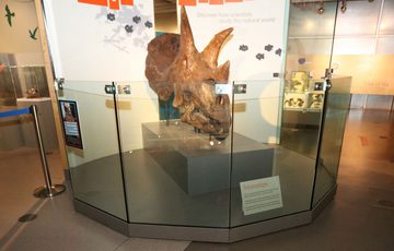 Skull of a Triceratops dinosaur. It is a brown colour and has two horns on top of its head and one above its nose.