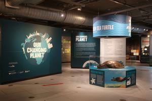 A gallery display featuring a taxidermy turtle with signs that read 'Our Changing Planet'