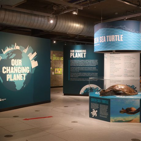 A gallery display featuring a taxidermy turtle with signs that read 'Our Changing Planet'