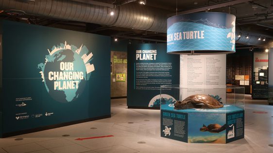 A gallery display featuring a taxidermy turtle with signs that read 'Our Changing Planet'