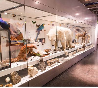 A display of a variety of taxidermy animals including polar bear, peacock, parrot and more.