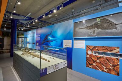 A display featuring a fossilised Ichthyosaur skeleton in a display case. A illustration of an Ichthyosaur is on the wall behind.