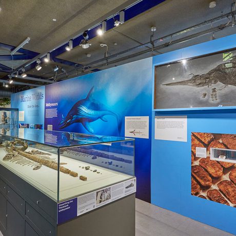 A display featuring a fossilised Ichthyosaur skeleton in a display case. A illustration of an Ichthyosaur is on the wall behind.
