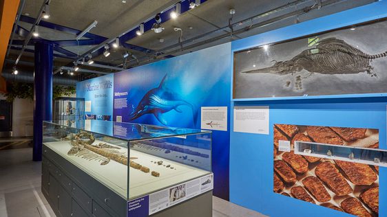 A display featuring a fossilised Ichthyosaur skeleton in a display case. A illustration of an Ichthyosaur is on the wall behind.
