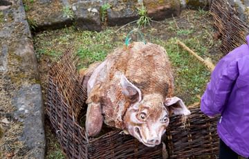 A plastic pig surrounded by a wicker fence and stones from Weoley Castle ruins.