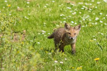 A fox cub walking in the grass