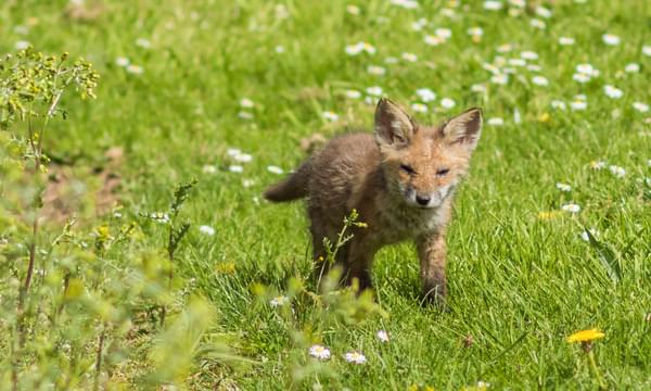 A fox cub walking on the grass.